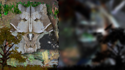 Peinture très séche